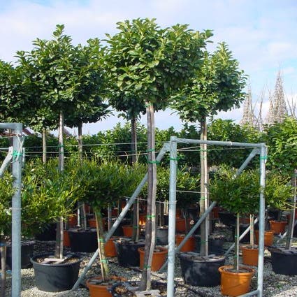 Laurier als boom (Prunus laurocerasus 'Etna')