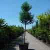 Portugese laurier als boom (Prunus lusitanica 'Angustifolia')