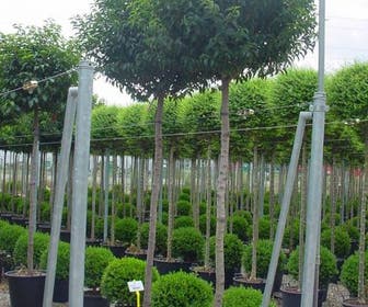 Portugese laurier als boom (Prunus lusitanica)