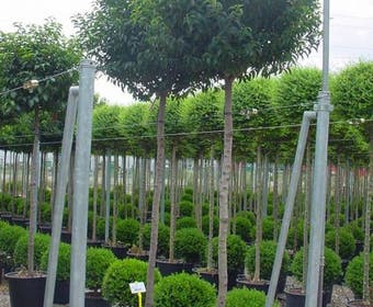 Portugese laurier als boom (Prunus lusitanica)