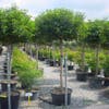 Portugese laurier op stam (Prunus lusitanica 'Angustifolia')