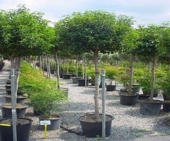 Portugese laurier op stam (Prunus lusitanica 'Angustifolia')