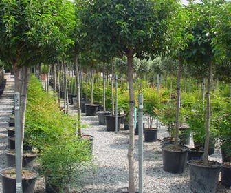 Portugese laurier op stam (Prunus lusitanica 'Angustifolia')