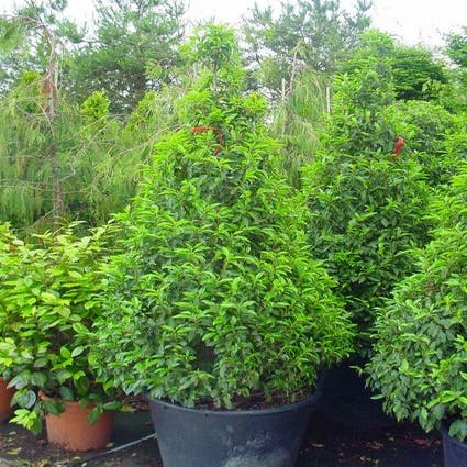 Portugese laurier, piramide (Prunus lusitanica )