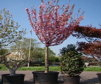 Japanse sierkers (Prunus serrulata 'Kanzan')