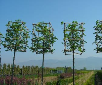 Sierpeer  in kubusvorm (Pyrus calleryana 'Chanticleer')