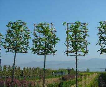 Sierpeer  in kubusvorm (Pyrus calleryana 'Chanticleer')