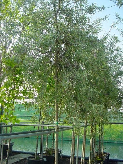 Pyrus salicifolia 'Pendula'