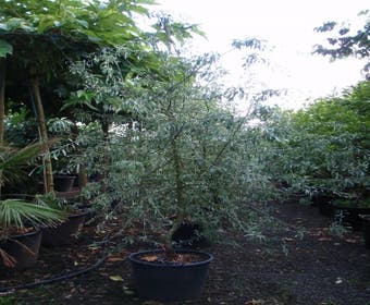 Sierpeer als struik (Pyrus salicifolia 'Pendula')