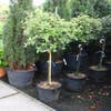 Steeneik op stam (Quercus ilex)