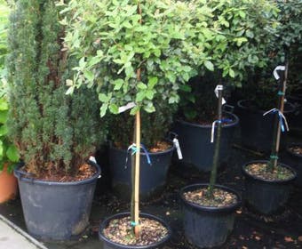 Steeneik op stam (Quercus ilex)