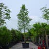 Moeraseik (Quercus palustris)