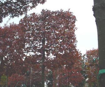 Moeraseik als leiboom (Quercus palustris)