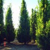 Zomereik als zuilboom (Quercus robur 'Fastigiata')