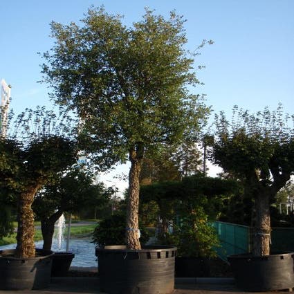 Kurkeik (Quercus suber)