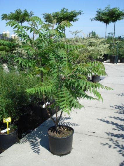 Rhus typhina