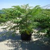 Fluweelboom, struik (Rhus typhina 'Dissecta' (Laciniata))