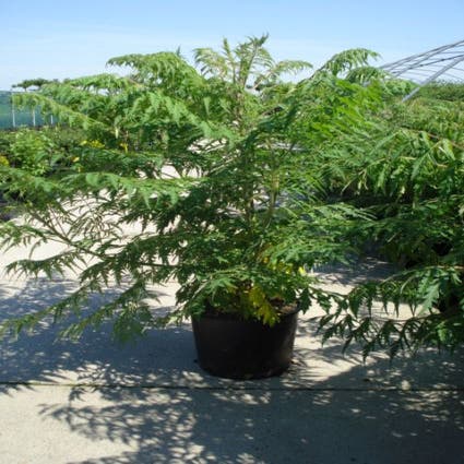 lid Verplicht Bemiddelen Fluweelboom, struik (Rhus typhina 'Dissecta' (Laciniata)) | Directplant