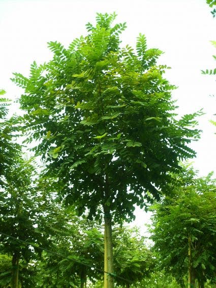 Robinia