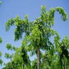 Acacia (Robinia 'Twisty Baby')