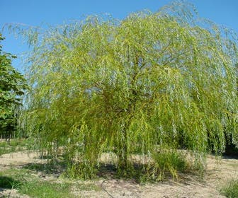 Gele Treurwilg (Salix babylonica 'Aurea')