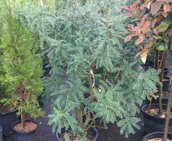 Honingboom (Sophora microphylla 'Sun King')