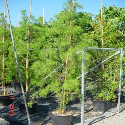 Moerascipres (Taxodium distichum 'Nutans')