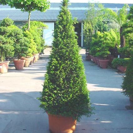 Pyramidal Taxus Taxus als Egyptische pyramide (Taxus baccata)