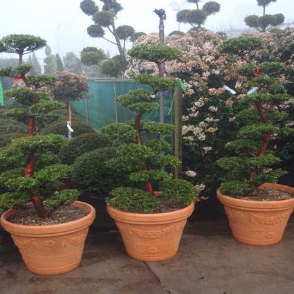 Japanse Taxus als bonsai (Taxus cuspidata )