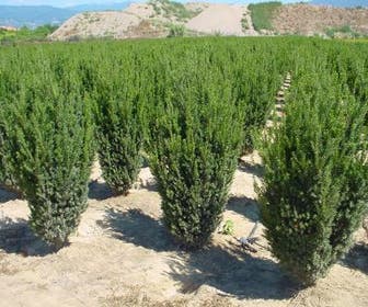 Venijnboom (Taxus media 'Hillii')