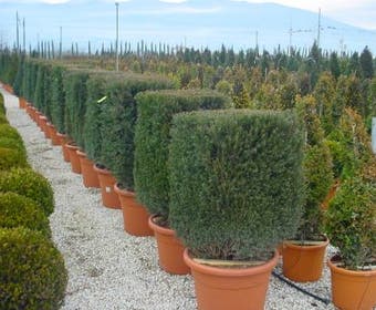 Taxus als kubus (Taxus baccata)