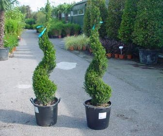 Taxus als spiraal (Taxus baccata)