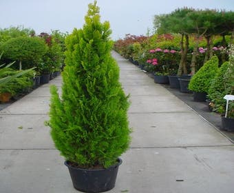 Levensboom (Thuja orientalis 'Pyramidalis Aurea')