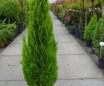 Levensboom (Thuja orientalis 'Pyramidalis Aurea')