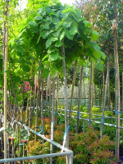 Ulmus