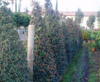 Sneeuwbal, Piramide (Viburnum tinus 'Eve Price ')