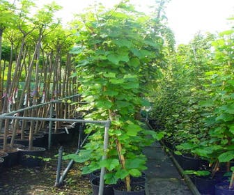 Sierdruif (Vitis coignetiae)