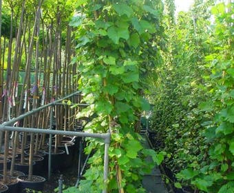 Sierdruif (Vitis coignetiae)