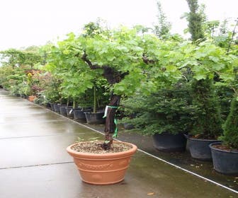 Druif, op stam (Vitis vinifera)