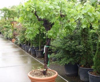 Druif, op stam (Vitis vinifera)