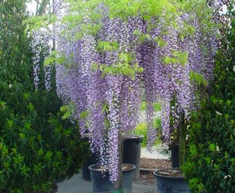 Blauwe regen als boom (Wisteria sinensis 'Prolific')