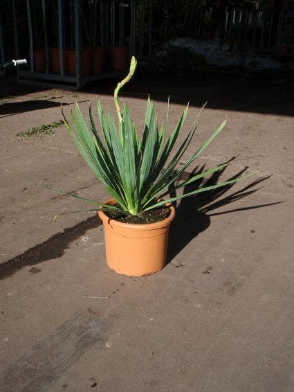 Palmlelie