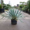 Palmlelie (Yucca gloriosa)