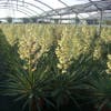 Palmlelie (Yucca gloriosa 'Variegata')