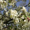 Sierappel als leiboom (Malus 'Evereste')
