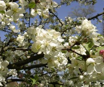 Sierappel als leiboom (Malus 'Evereste')