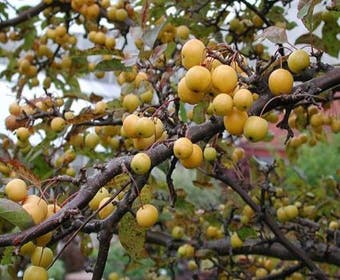 Sierappel als leiboom (Malus 'Golden Hornet')