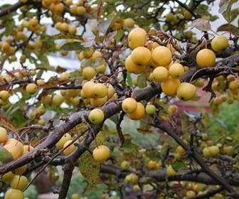Sierappel als leiboom (Malus 'Golden Hornet')