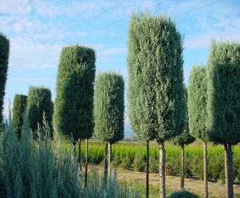 Cipres als boom (Cupressus arizonica 'Glauca')