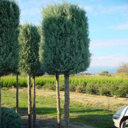 Cipres als boom (Cupressus arizonica 'Glauca')